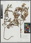 Foto von Salix alba subsp. vitellina (L.) Arcang.